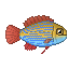 Apistogramme