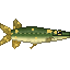 Le Kaiser, brochet du Rhin