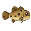 Balam, le mérou jaguar