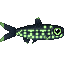 Poisson-luciole